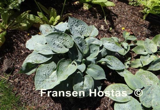 Hosta Blue Moon